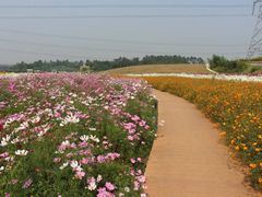-紫颐香薰山谷景区