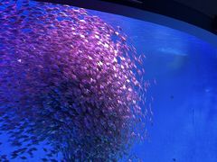 -合肥海洋世界