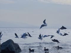 -深圳湾公园(南山区)