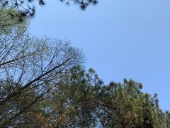 -铁山坪森林公园