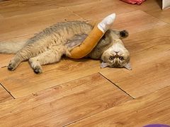 -纳吉亚猫专科动物医院博雅分院