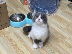 -lincat·猫舍(广州店)