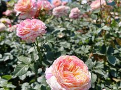 -人民公园(罗湖区)