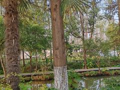 -合肥滨湖国家森林公园