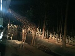 -清迈夜间动物园