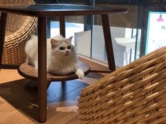 -瞄一喵猫咖(格力海岸店)