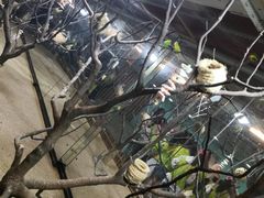 -上海大自然野生昆虫馆(东方明珠·爬宠昆虫探索中心)