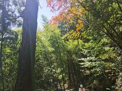 -东天目山风景区