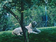 -北京野生动物园