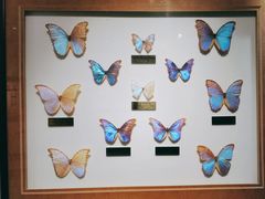 -上海昆虫博物馆