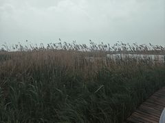 -盐城丹顶鹤湿地生态旅游区