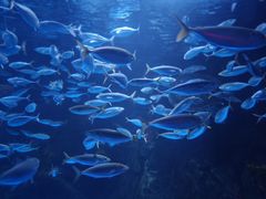 -太平洋海底世界