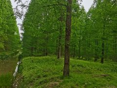 -黄海国家森林公园