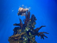 -海合安武汉极地海洋公园