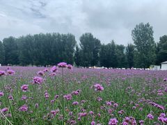 -紫海香堤香草艺术庄园