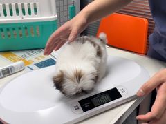 -伟伟宠物医院·CT影像中心·瑞派犬猫综合性门诊(汉口总院)