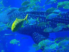 -成都浩海立方海洋公园