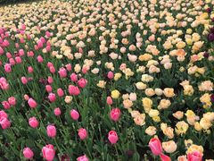 -上海鲜花港