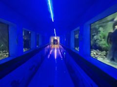 -东方巨龟苑景区