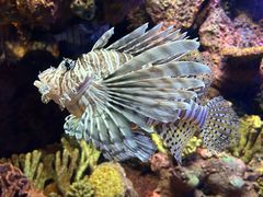 -上海海洋水族馆