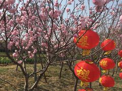 -天适樱花悠乐园