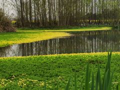 -桤木河湿地公园