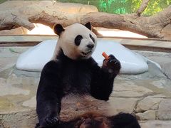 -广州长隆野生动物世界