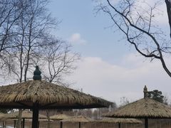 -合肥滨湖国家森林公园