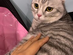 -纳吉亚猫专科动物医院·北北分院