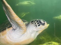 -广东惠东海龟国家级自然保护区