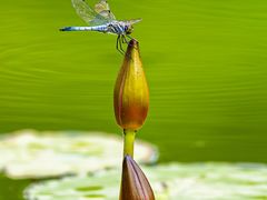 -国家植物园南园