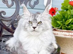 -十年猫舍·猫咪专门店(普陀店)