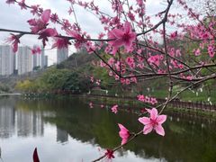 -重庆彩云湖湿地公园