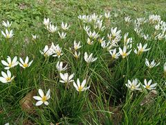 -合肥滨湖国家森林公园