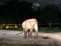 -清迈夜间动物园