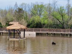 -溱湖国家湿地公园