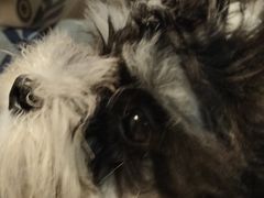 -翊宠yipet猫狗购宠庄园犬舍•猫舍