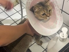-钦宠·猫咪售卖·洗护·寄养(东圃旗舰店)