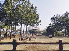 -大连森林动物园