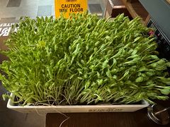 鲜豆豌豆苗-湊湊火锅·茶憩(上海合生汇店)