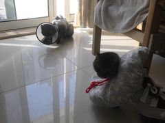 -关爱宠物医院·猫科中心·消化科(滨湖万达分院)