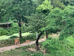 -西霞口神雕山野生动物世界