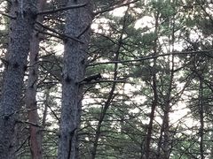 -帽儿山国家森林公园