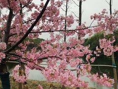-新江湾城公园