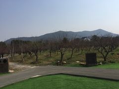 -香雪海
