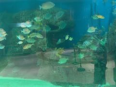 -艺厨风尚餐厅 · 桔钓沙莱华度假酒店