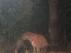 -清迈夜间动物园