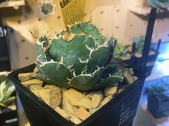 -Rabbit Cafe私房西餐甜点咖啡(栖霞路店)