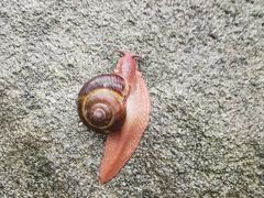 -罗田薄刀峰风景区