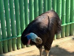 -西霞口神雕山野生动物世界